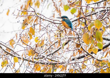 Common kingfisher (Alcedo atthis), male, sitting on snow-covered branch, lime tree (Tilia), autumn foliage, Hesse, Germany, Europe Stock Photo