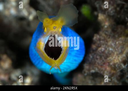 Colorful ribbon eel on coral reef in indonesia Stock Photo