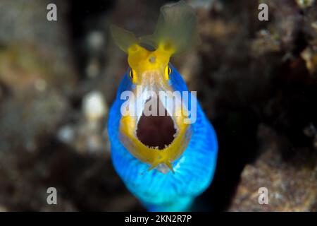 Colorful ribbon eel on coral reef in indonesia Stock Photo