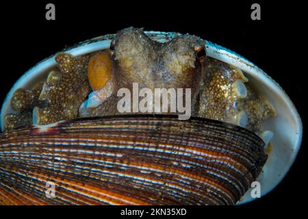 Coconut octopus camouflaging itself among it's surroundings - Amphioctopus marginatus Stock Photo