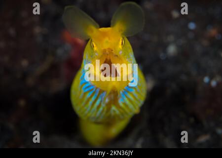 Colorful ribbon eel on coral reef in indonesia Stock Photo