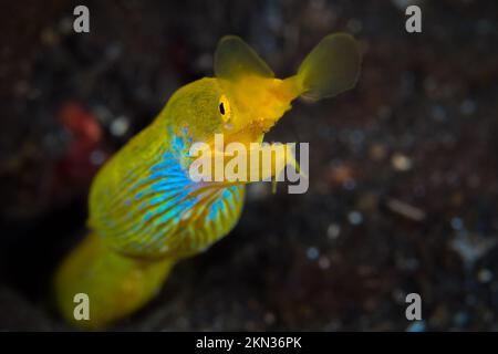 Colorful ribbon eel on coral reef in indonesia Stock Photo