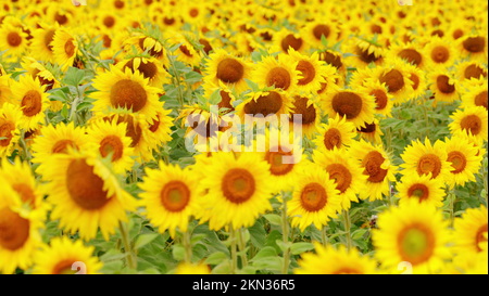 field of blooming sunflowers in backlight, wonderful view of