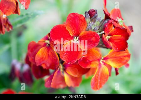 Common Wallflower, Erysimum cheiri 'Vulcan', Wallflower, Red, Flower, in Spring, Cheiranthus Stock Photo