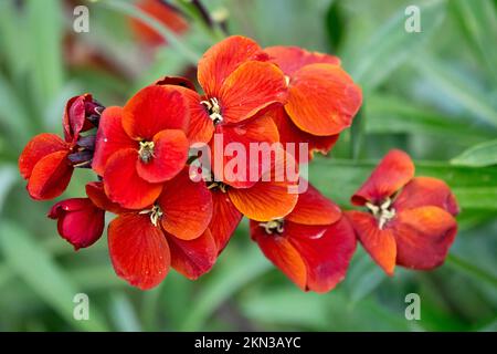 Red, Erysimum cheiri, Flower, Wallflower Stock Photo