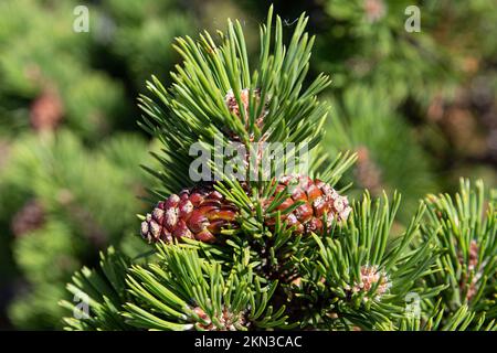 Pine branch with pine cones on it Stock Photo