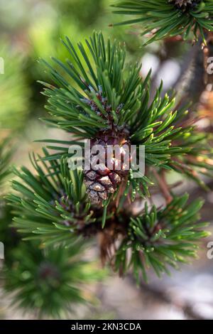 Pine branch with pine cones on it Stock Photo