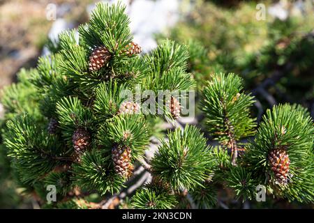 Pine branch with pine cones on it Stock Photo