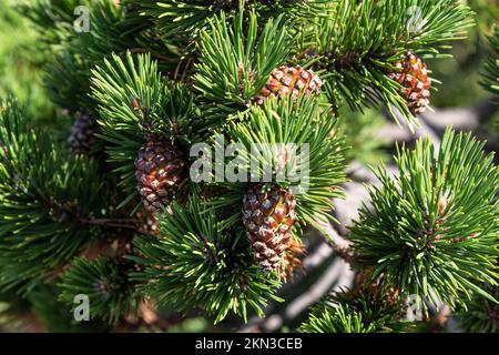 Pine branch with pine cones on it Stock Photo