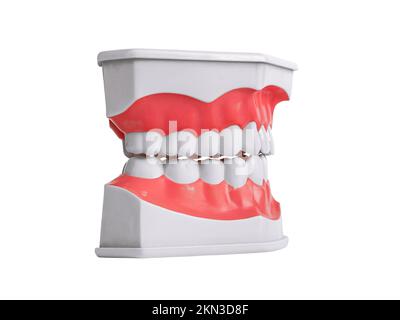 Teeth of fake jaw model, side view. Tooth model isolated on white background. High quality photo Stock Photo