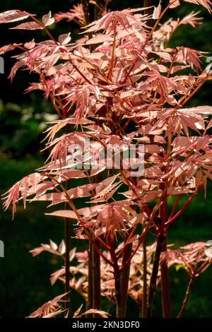 Toona sinensis 'Flamingo' sunlit leaves salmon colour in spring Stock Photo