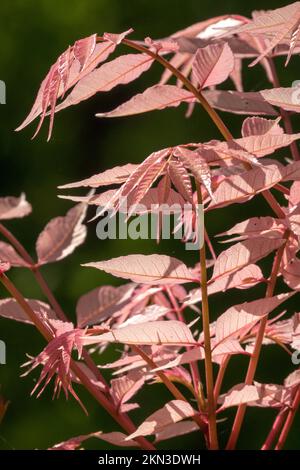 Chinese Mahogany, Cedrela sinensis, Toona sinensis 'Flamingo' spring foliage Stock Photo