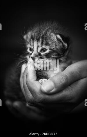 Baby kitten in a female human hand. Two weeks old newborn baby cat laying in the hand of a woman. Selective focus on the little pet. She look curious. Stock Photo
