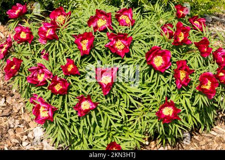 Fern Leaf Peony, Paeonia 'Early Scout', Peonies, Blooming Long-lived, Plant Paeonia Lactiflora x tenuifolia cultivar Stock Photo