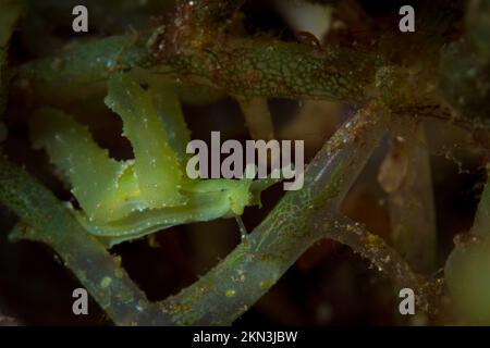 Cryptic nudibranch sea slug camouflages in with its surroundings on coral reef Stock Photo