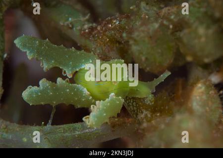 Cryptic nudibranch sea slug camouflages in with its surroundings on coral reef Stock Photo