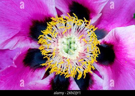 Centre of flower Pistils, Stamen, Paeonia "Rockii" Rocks tree peony, Peonies close up bloom Stock Photo