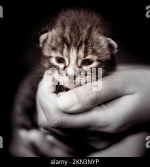 Baby kitten in a female human hand. Two weeks old newborn baby cat laying in the hand of a woman. Selective focus on the little pet. She look curious. Stock Photo