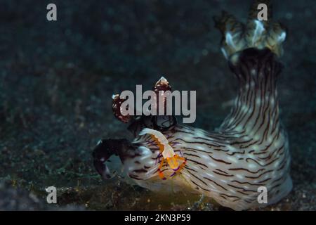 Linned Jorounna nudibranch with emperor shrimp riding on its head Stock Photo