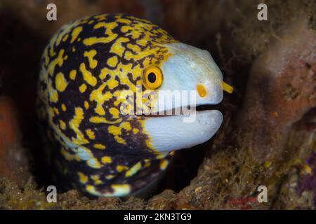 Snowflake moray eel on coral reef in the Indo-Pacific - Echidna nebulosa Stock Photo