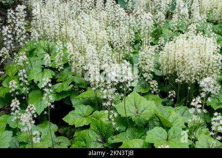 Garden Plants blooming, Tiarella cordifolia Tiger Stripe, Blooming, White, Foamflower, Heart-leaved foamflower Stock Photo