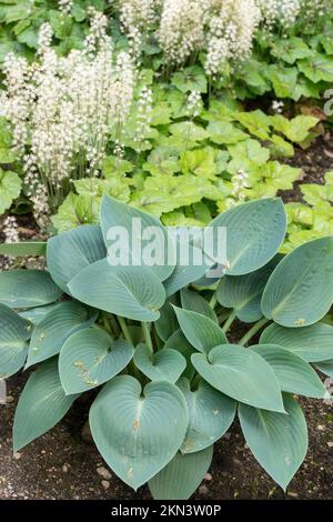 Hosta 'Halcyon' Tiarella cordifolia 'Tiger Stripe', Garden, Mixed, Spring, Plants Stock Photo