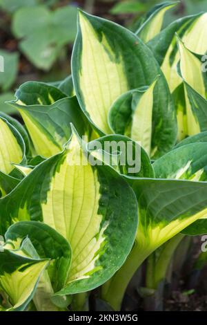 Variegated, Hosta "Whirlwind", Plantain Lily, Leaves Stock Photo
