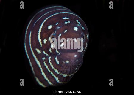 Headshot portrait of Zebra eel - Gymnomuraena zebra Stock Photo