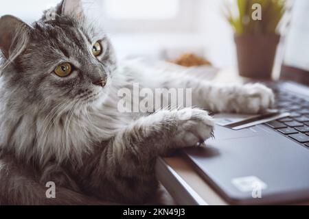 Gray cat works on a laptop, looks thoughtful. Near a credit card and dry cat food. The cat orders food online. Online shopping, work from home. Stock Photo