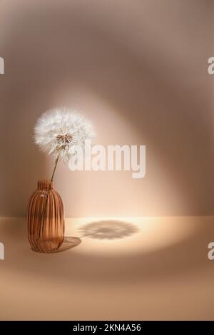 Composition with dandelion. Giant dandelion in a glass vase. A spot of light and a shadow. Beige background with copy space. Stock Photo