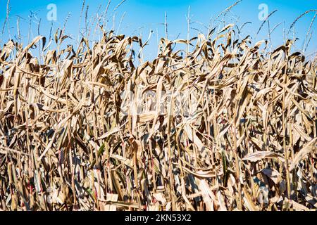 Background of dried standing field corn ready to be harvested. Stock Photo