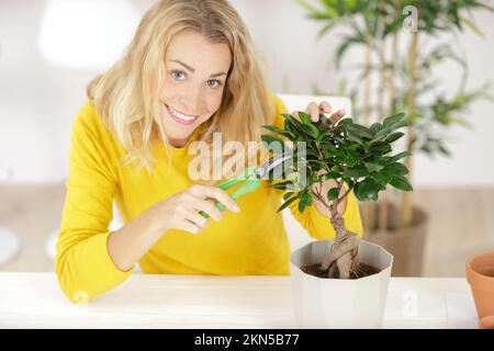 gardening - woman trimming spruce tree focus on scissors Stock Photo