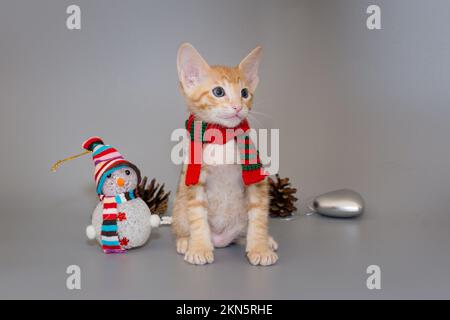 Small  oriental kitten in a red scarf on a gray background Stock Photo