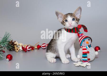 Small  oriental kitten in a red scarf on a gray background Stock Photo