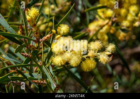 Dubbo Australia, bright yellow flowers of an acacia iteaphylla or winter wattle bush Stock Photo