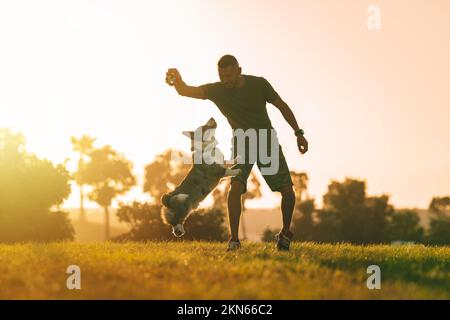 Young man playing with happy blue merle cardigan welsh corgi outdoor at sunset. Dog and owner concept. Stock Photo