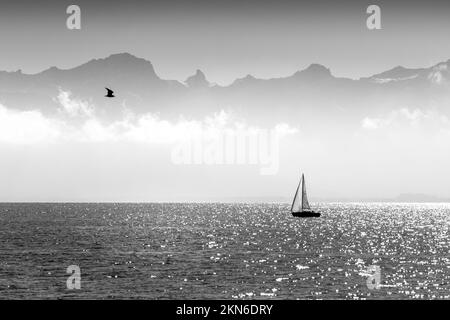 A grayscale of a sailing boat on the Geneva Lake with a bird flying in the foggy sky in Switzerland Stock Photo