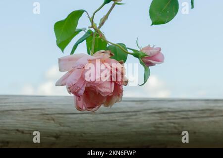 Close up of fading pink rose with blue sky Stock Photo