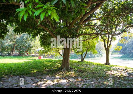 Natural Landscape view texture of Old Mango Tree Brach in the Park Stock Photo