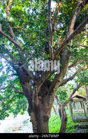 Natural Landscape view texture of Old Mango Tree Brach in the Park Stock Photo