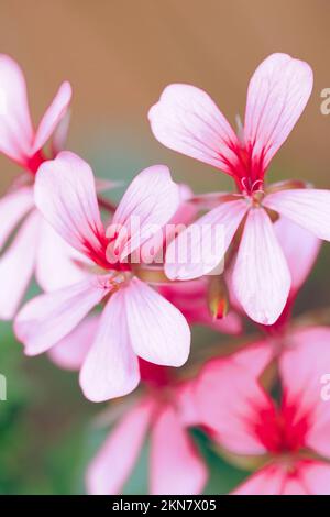 A close-up of pink flowers Stock Photo
