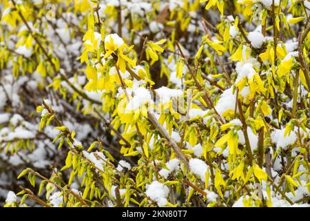 Bushy forsythia under snow flowering shrub in winter Stock Photo