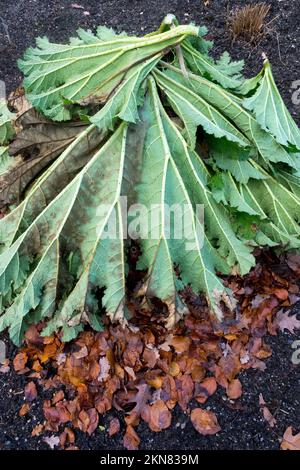 Large gunnera leaves used as winter protection for plants against frost, freezing Gunnera manicata, Cover, Bed, Garden Stock Photo