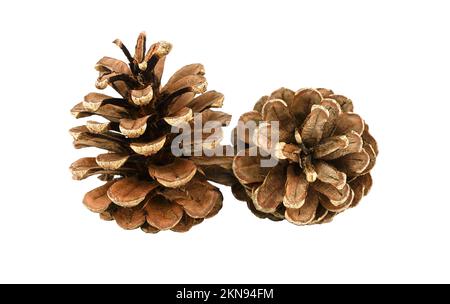 Two pine cones and white background Stock Photo