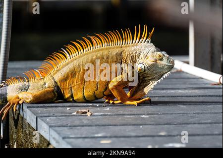 A large orange iguana on a pier in Florida USA Stock Photo