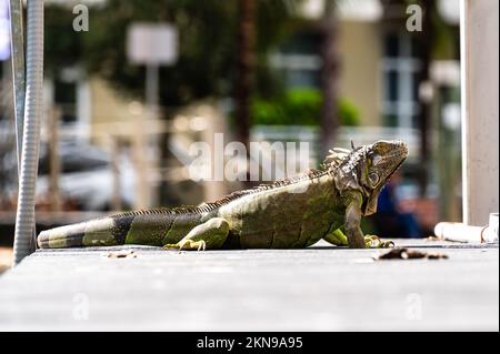 A green iguana was resting on a per in Florida Stock Photo