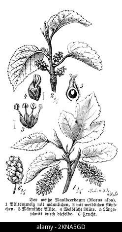 White Mulberry, Morus alba, W. A[arland] u. Sohn und A. L[ütke] n.d.N. (botany book, 1888), Weiße Maulbeere, mûrier blanc Stock Photo