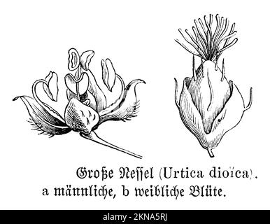 Stinging nettle, flowers, Urtica dioica, anonym (biology book, 1893), Große Brennnessel, Blüten, Grande ortie, fleurs Stock Photo