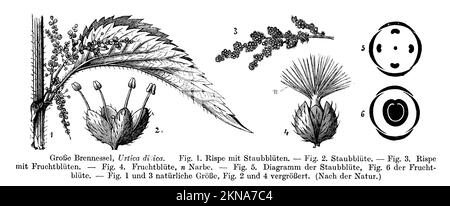 Stinging nettle, Urtica dioica, anonym (botany book, 1910), Große Brennnessel, Grande ortie Stock Photo