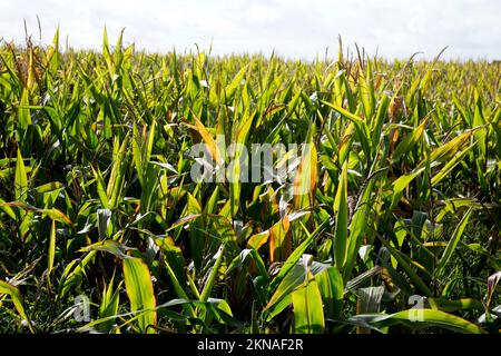 A sweet corn crop, Warwickshire, UK Stock Photo